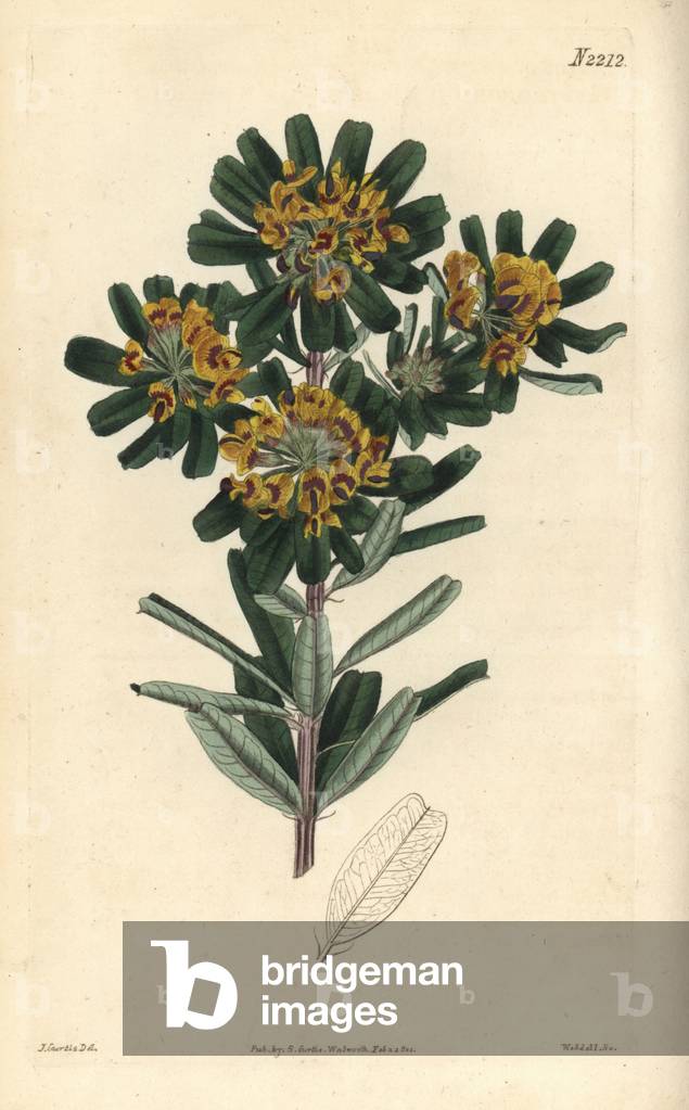 Heart-leaved poison or two-lobed gastrolobium. Handcoloured copperplate engraving by Weddell after a drawing by John Curtis for Samuel Curtis' continuation of William Curtis' Botanical Magazine, London, 1821.