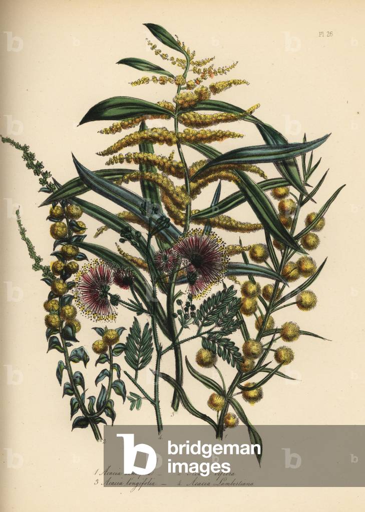 Toothed acacia, Acacia dentifera, twin-flowered, Acacia biflora, long-leaved, Acacia longifolia, and Mr. Lambert's acacia, Acacia lambertiana. Handfinished chromolithograph by Henry Noel Humphreys after an illustration by Jane Loudon from Mrs. Jane Loudon's Ladies Flower Garden or Ornamental Greenhouse Plants.