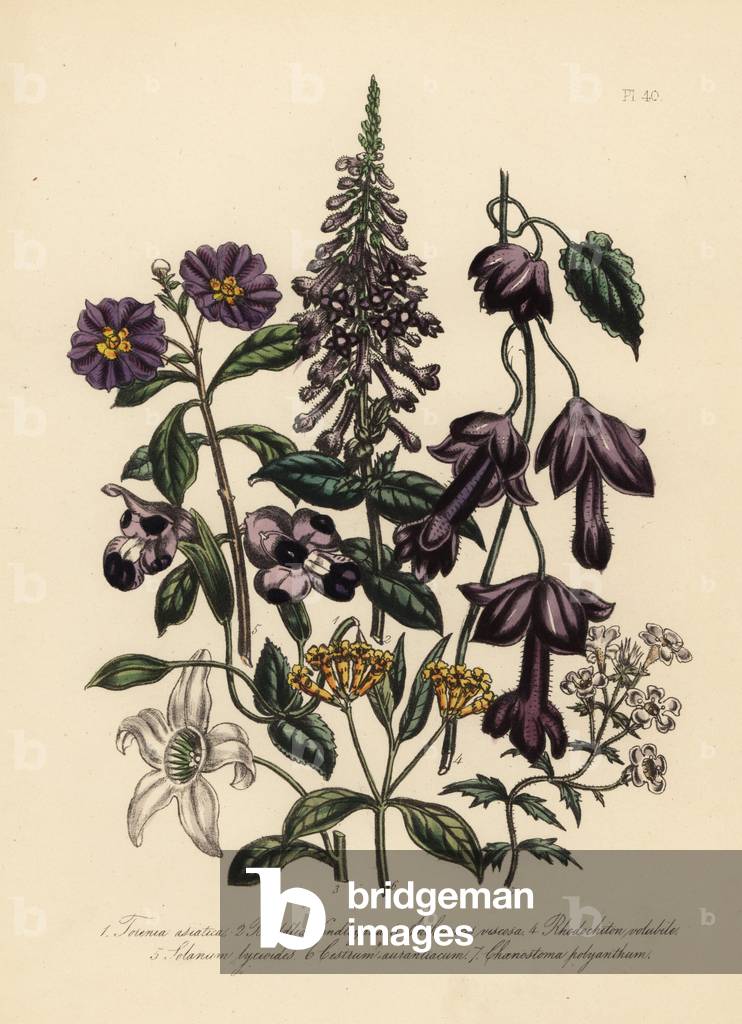 Asiatic torenia, Torenia asiatica, Dr. Lindley's buddlea, Buddlea lindleyana, clammy anthocercis, Anthocercis viscosa, twining rhodochiton, Rhodochiton volubile, lycium-like solanum lycioides, orange-flowered cestrum, Cestrum aurantiacum, and many-flowered chaenum Chaenostoma polyanthum. Handfinished chromolithograph by Henry Noel Humphreys after an illustration by Jane Loudon from Mrs. Jane Loudon's Ladies Flower Garden or Ornamental Greenhouse Plants.