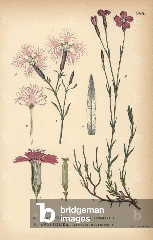 Fringed pink, Dianthus superbus, and maiden pink, Dianthus deltoides