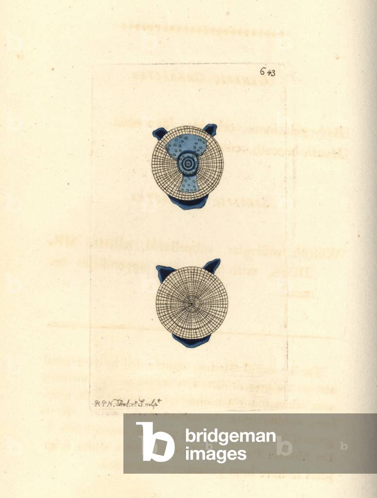 Blue button, Porpita porpita (Nummular medusa, Medusa nummularia). Illustration drawn and engraved by Richard Polydore Nodder. Handcoloured copperplate engraving from George Shaw and Frederick Nodder's The Naturalist's Miscellany, London, 1804.