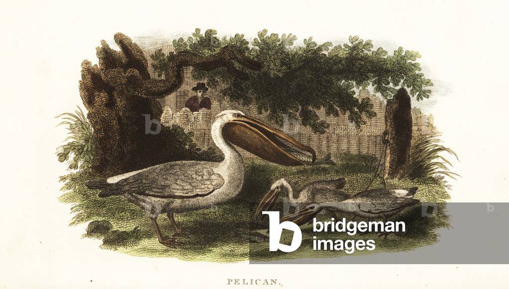 Native American method of fishing with pelicans