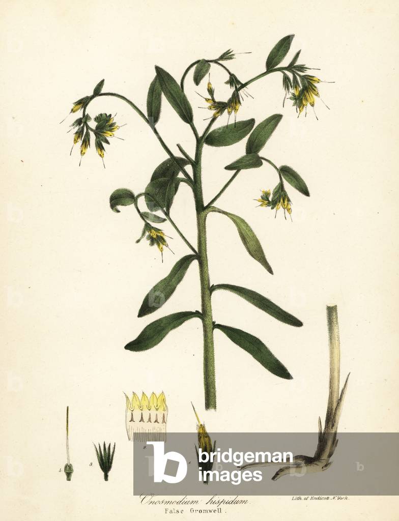 False gromwell, Onosmodium hispidum