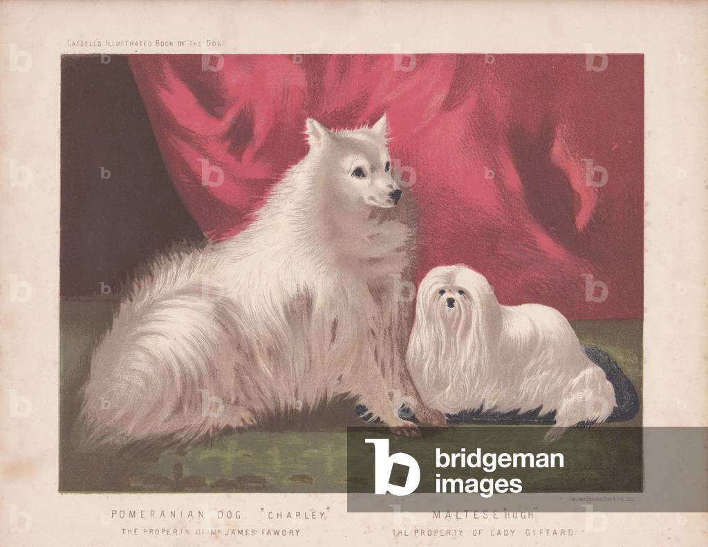 Pomeranian 