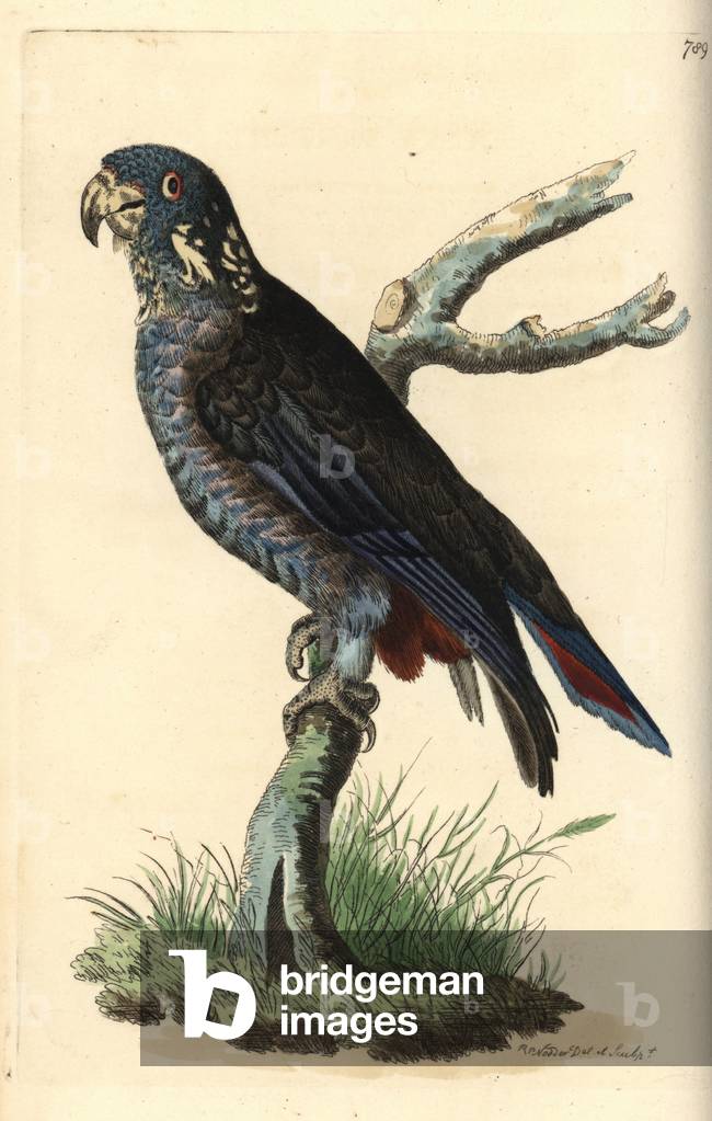 Dusky parrot, Pionus fuscus (Psittacus infuscatus). Illustration drawn and engraved by Richard Polydore Nodder. Handcoloured copperplate engraving from George Shaw and Frederick Nodder's The Naturalist's Miscellany, London, 1806.
