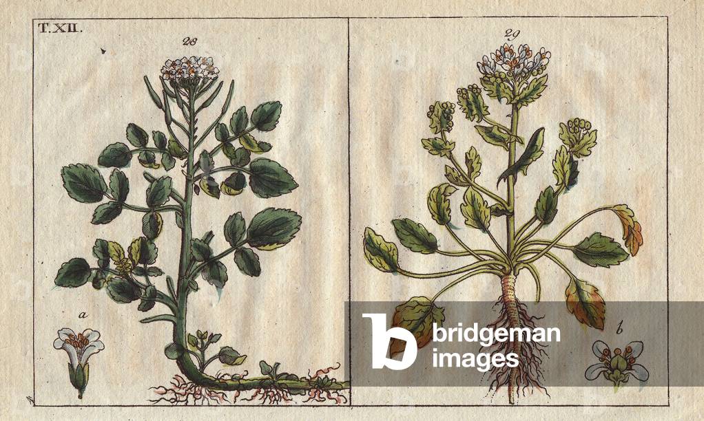 Watercress, Sisymbrium nasturtium, and scurvy grass, Cochlearia officinalis