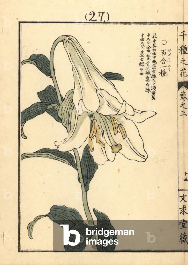 Sagariyuri or bamboo lily, Lilium japonicum Thunb. Handcoloured woodblock print by Kono Bairei from Senshu no Hana (One Thousand Varieties of Flowers), Bunkyudo, Kyoto, 1889.