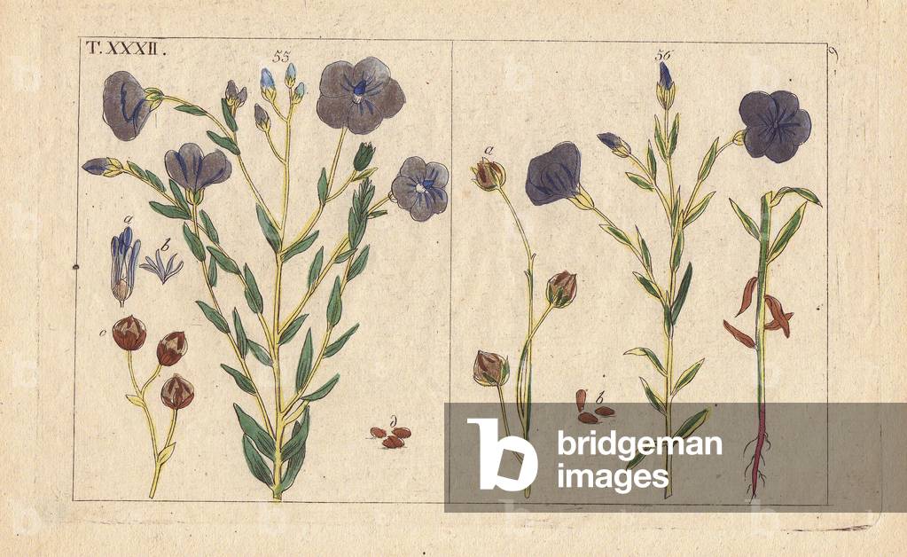 Blue flowered flax, Linum usitassimum