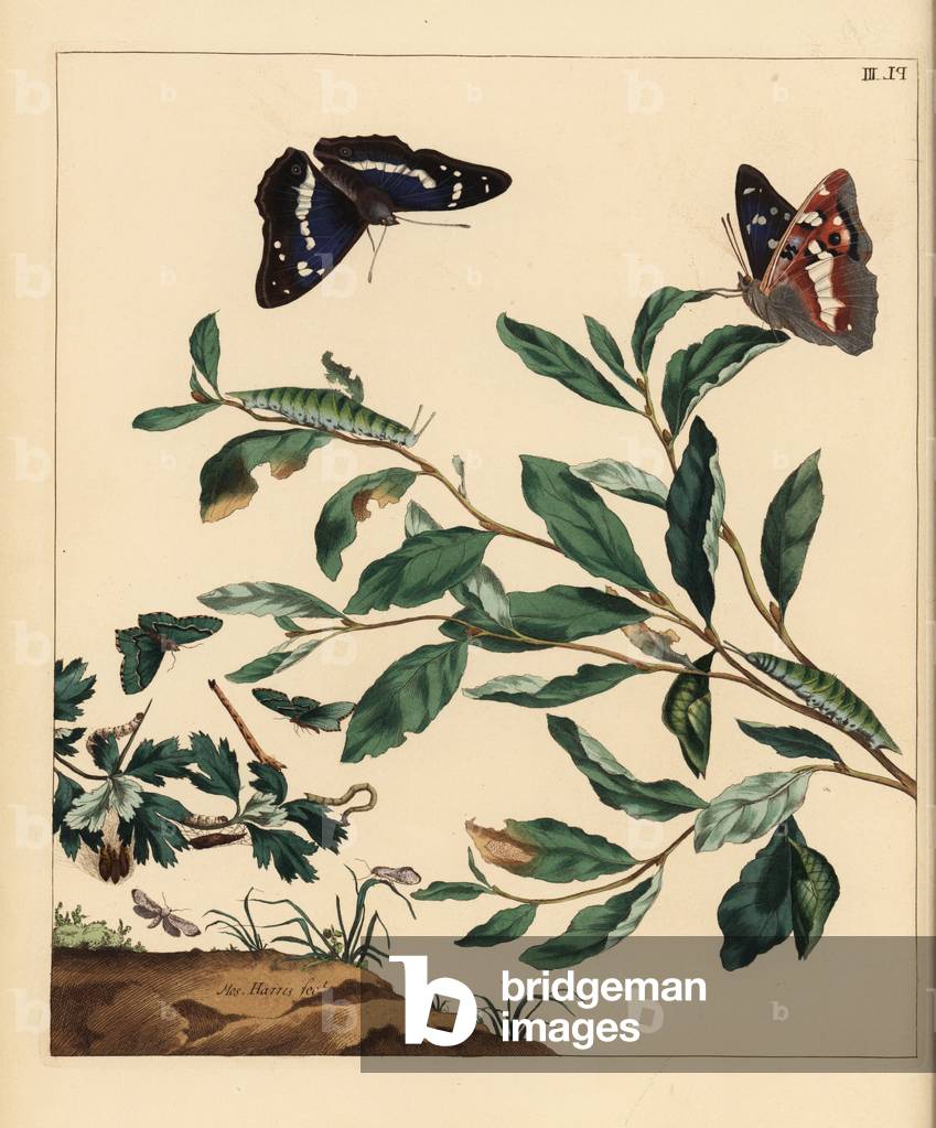 Purple emperor butterfly, Apatura iris, common emerald, Hemithea aestivaria, and orchard ermine, Yponomeuta padella. Handcoloured lithograph after an illustration by Moses Harris from “The Aurelian; a Natural History of English Moths and Butterflies,””” new edition edited by J. O. Westwood, published by Henry Bohn, London, 1840.