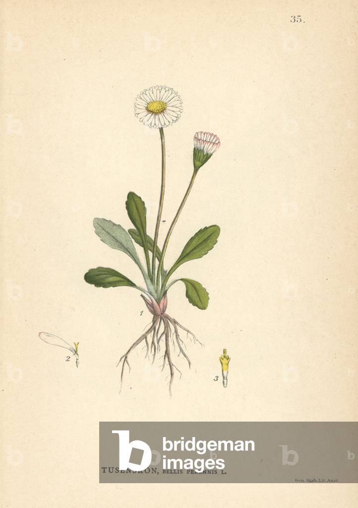 Common daisy, Bellis perennis