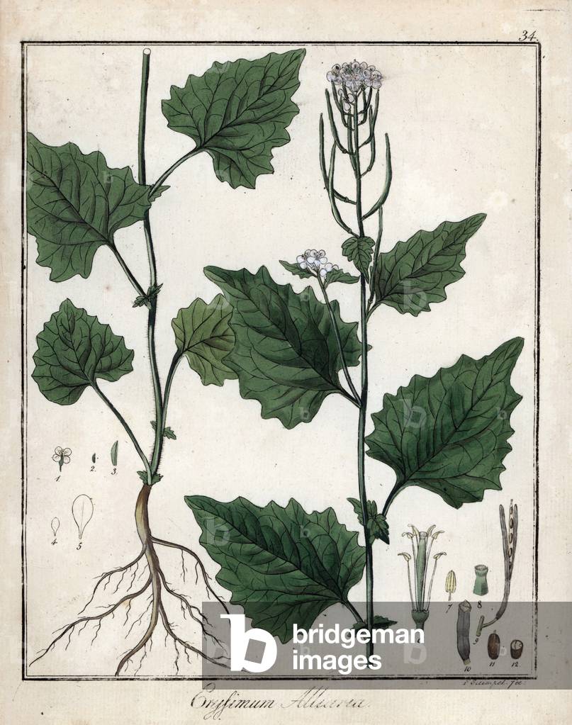 Friedrich Gottlob Haynes (1763-1832), Berlin, 1822 - Garlic mustard, Alliaria petiolata - Handcoloured copperplate by F. Guimpel from Dr. F. G. Hayne's Medical Botany, Berlin, 1822