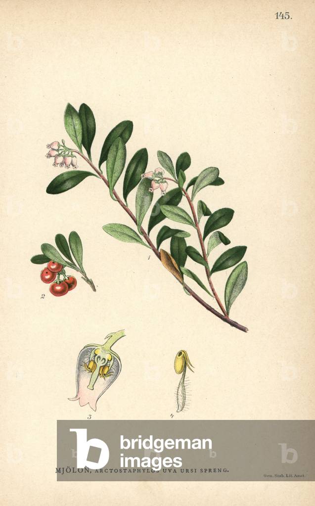 Bearberry, Arctostaphylos uva-ursi Spreng.