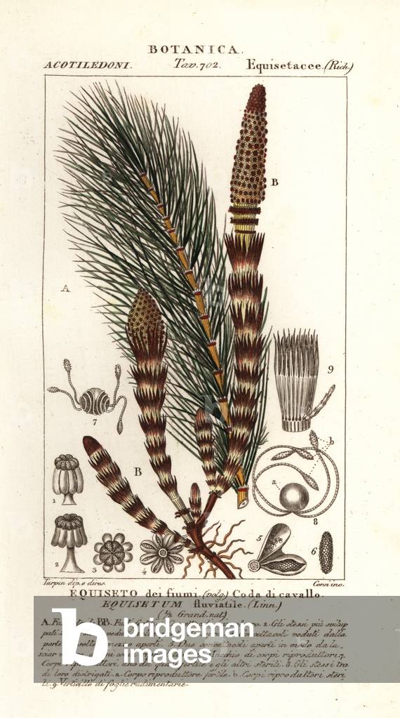 Water horsetail, Equisetum fluviatile