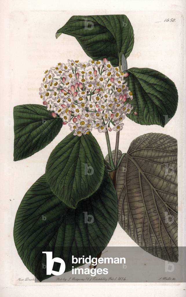 Cotton Viorne - Engraved board by S.Watts, from an illustration by Sarah Anne Drake (1803-1857), from the Botanical Register of Sydenham Edwards (1768-1819), England, 1833 - Quince-leaved wayfaring tree, Viburnum cotinifolium - Engraving by S. Watts after an illustration by Miss Drake from Sydenham Edwards' The Botanical Register, London, Ridgway, 1833