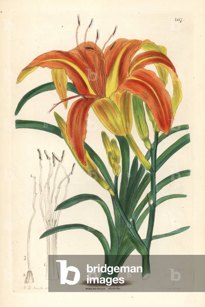 Hemerocalle fauve - Orange day-lily, Hemerocallis fulva var. angustifolia (Fan-like day lily, Hemerocallis dis