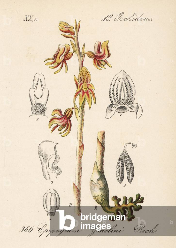 Epipogon without leaf - Ghost orchid, Epipogium aphyllum (Epipogium gmelini). Handcoloured lithograph from Diederich von Schlechtendal's German Flora (Flora von Deutschland), Jena, 1871.