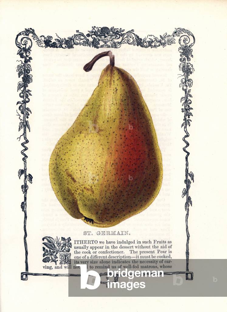 Pear Saint Germain. Lithograph by Benjamin Maund (1790-1863) published in The Fruitist, London, England, 1850. St. Germain pear, Pyrus communis, within a Della Robbia ornamental frame with text below. Handcoloured glyphograph from Benjamin Maund's “” The Fruitist,”” London, 1850, Groombridge and Sons.