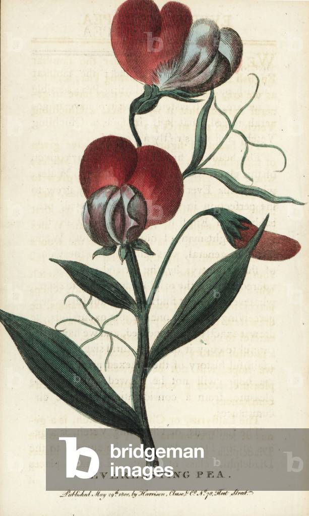 Everlasting pea, Lathyrus latifolia. Handcoloured copperplate engraving from “” The Naturalist's Pocket Magazine,”” Harrison, London, 1800.
