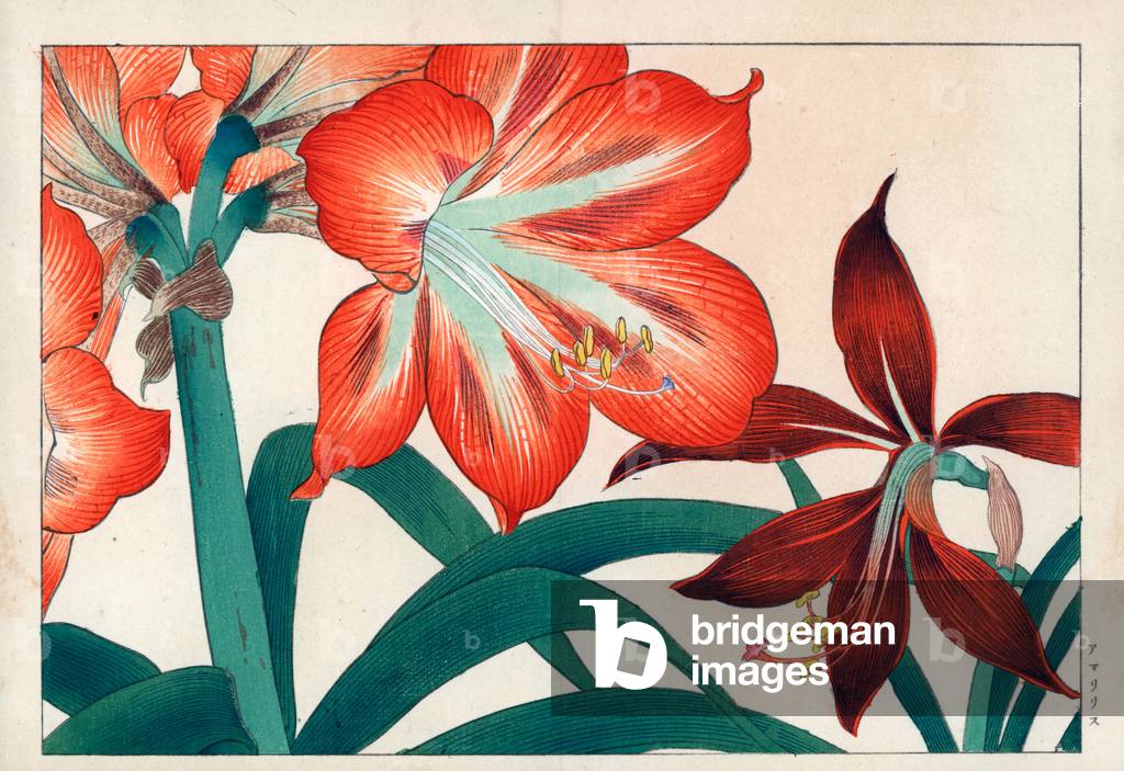 Orange amaryllis. Orange amaryllis. Handcoloured woodblock print from Konan Tanigami's “” Seiyou Sokazufu”” (Pictorial Album of Western Plants and Flowers: Spring), Unsodo, Kyoto, 1917. Tanigami (1879-1928) depicted 125 varieties of garden plants through the four seasons.