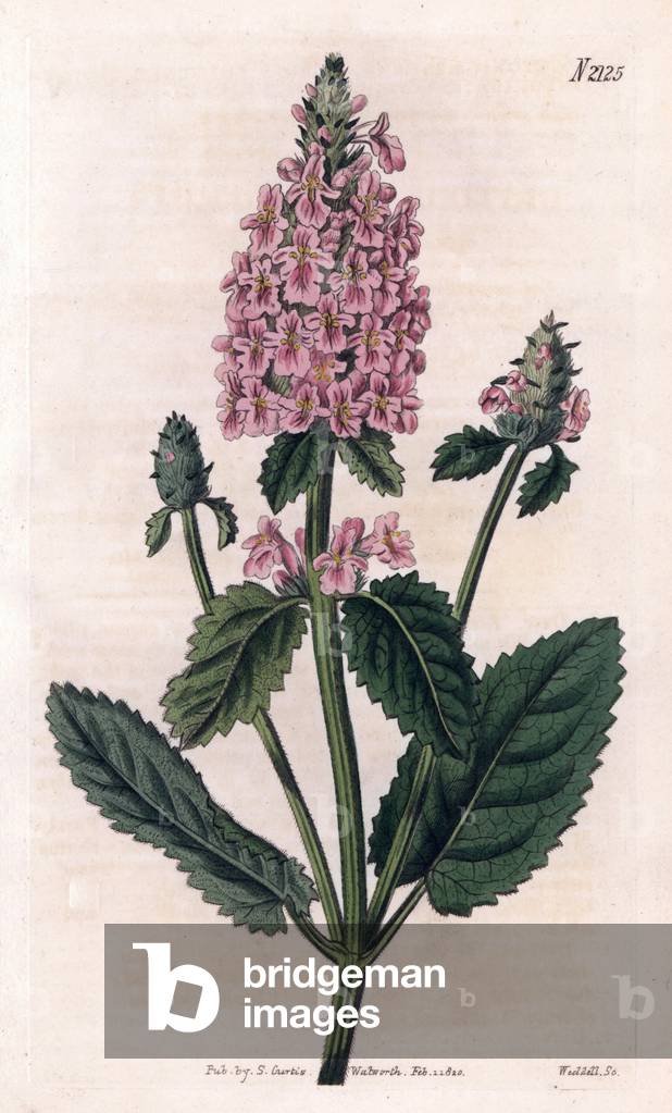 Betoine blanchatre. Copper engraving, painted by John Curtis and grave by Weddell, published in the “Curtis Botanical Magazine”, 1820, by Samuel Curtis, London, England.