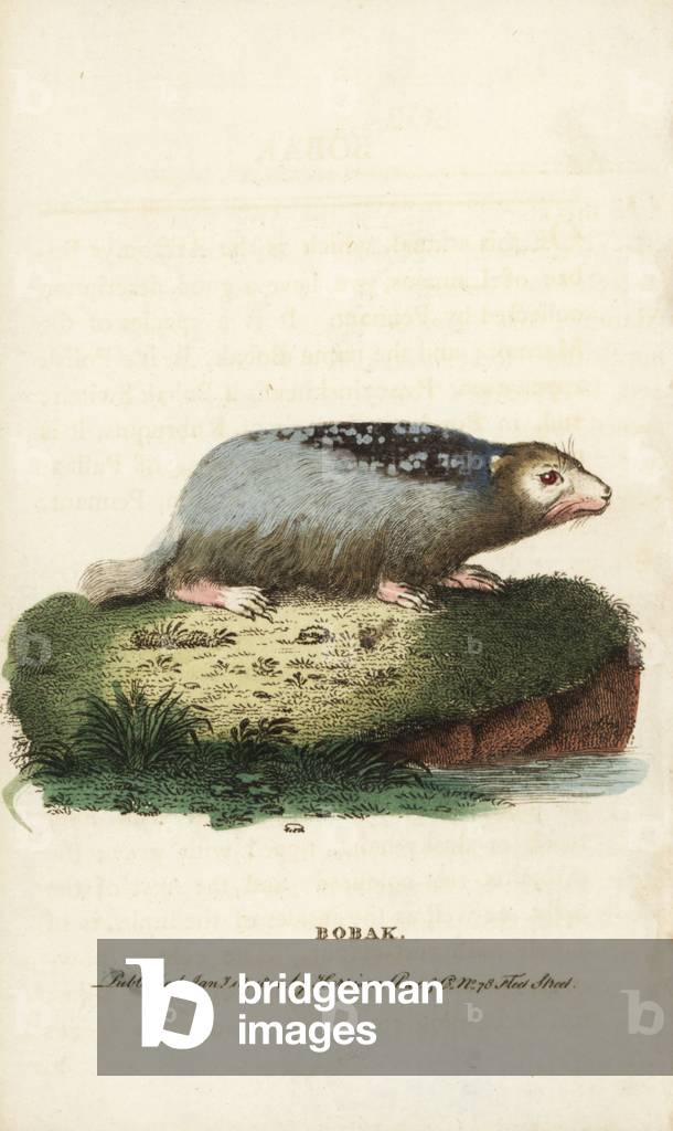 Bobak marmot, Marmota bobak. Illustration copied from Thomas Pennant. Handcoloured copperplate engraving from “” The Naturalist's Pocket Magazine,”” Harrison, London, 1800.