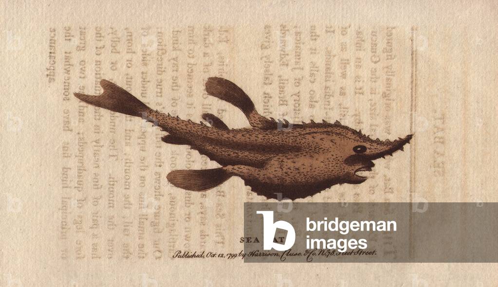 Sea bat fish (Halieutea sp), carnivorous, bad swimmer, but endowed with large and flexible pectoral fins that mimic legs and allow it to walk on the bottom of the sea, a pointed snout and skin topped with tubers rough to the touch