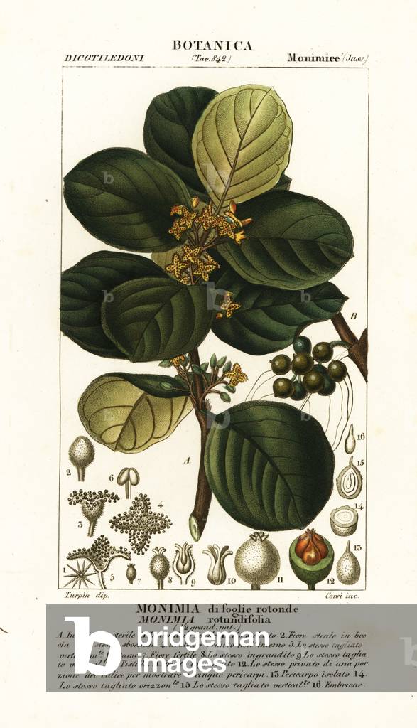 Monimia rotundifolia