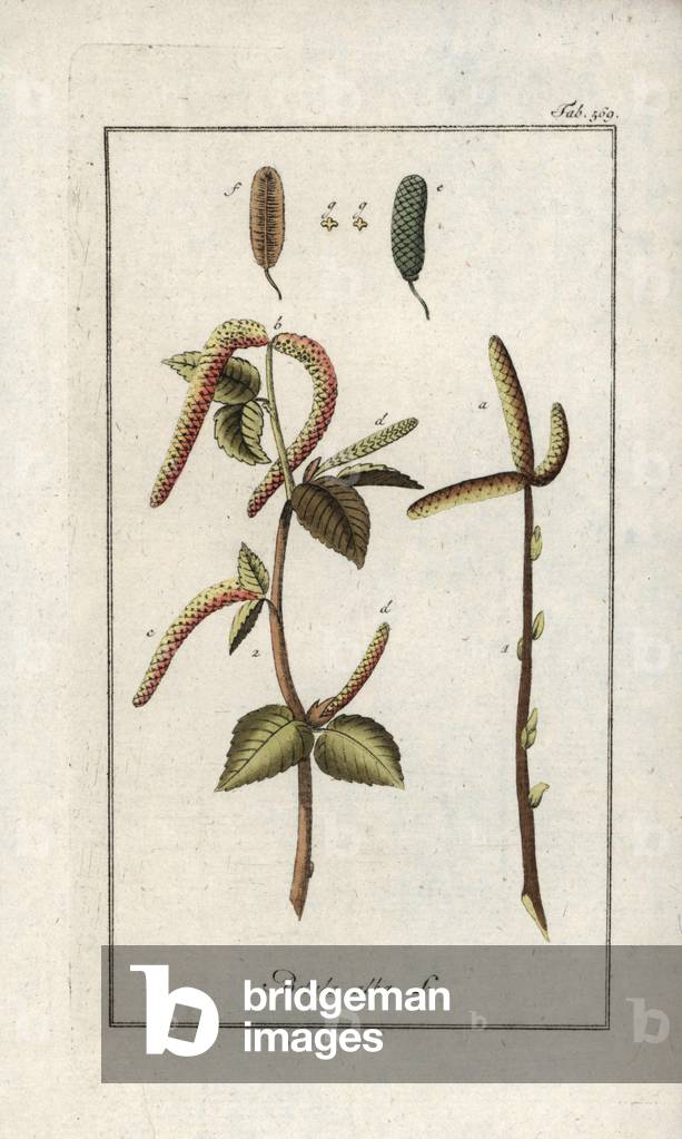Pubescent birch or white birch (Betula pubescens). Lithograph from “Afbeelding der Artseny-Gewassen” by Johannes Zorn (1739-1799), Netherlands, 1796. White birch tree, Betula pubescens. Handcoloured copperplate botanical engraving from J. Zorn's “Afbeelding der Artseny-Gewassen,” Amsterdam, 1796.
