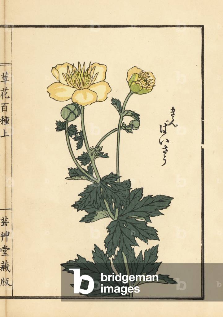 Kinbaisou or asian globeflower, Trollius asiaticus (asian troll). Handcoloured woodblock print by Kono Bairei from Kusa Bana Hyakushu (One Hundred Varieties of Flowers), Tokyo, Yamada, 1901.