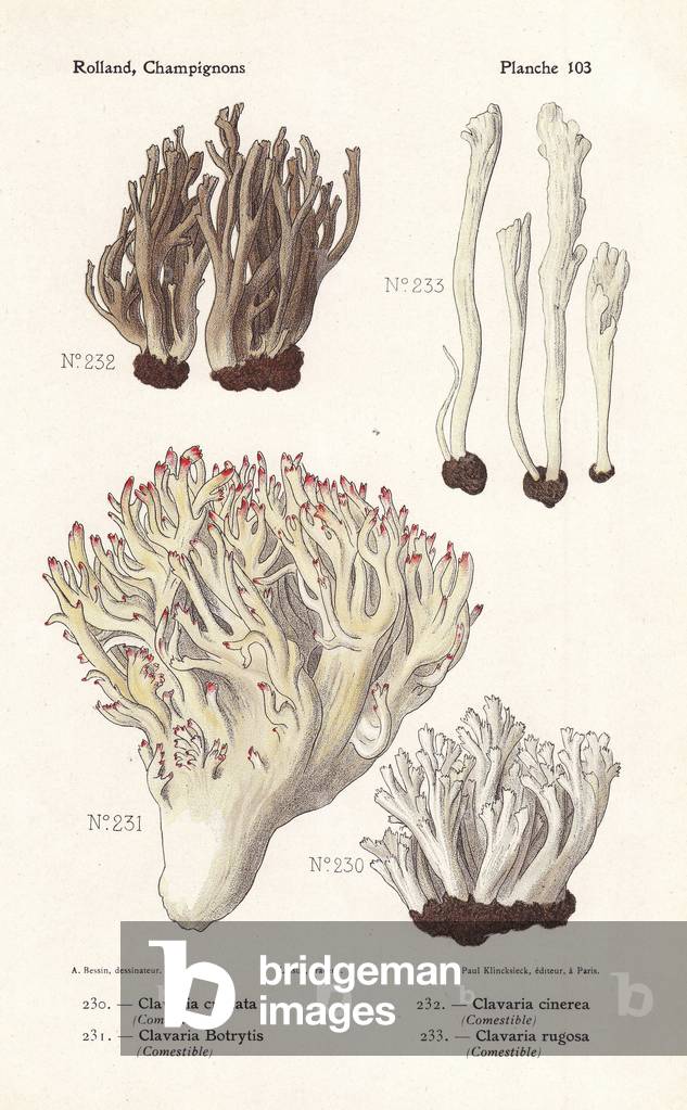 White coral fungus, Clavulina cristata (Clavaria cristata), Clavulina cinerea (Clavaria cinerea), pink-tipped 