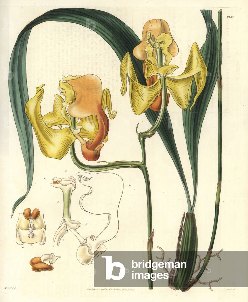 Variety of orchid gongora with large yellow flower. Illustration by Wiliam Jackson Hooker (1785-1865), British botanist and writer, professor at the University of Glasgow (Scotland) and editor of Curtis's Botanical Magazine from 1827 to 1865. Grave by Swan, Strong Water published in William Curtis's The Botanical Magazine, 1827.