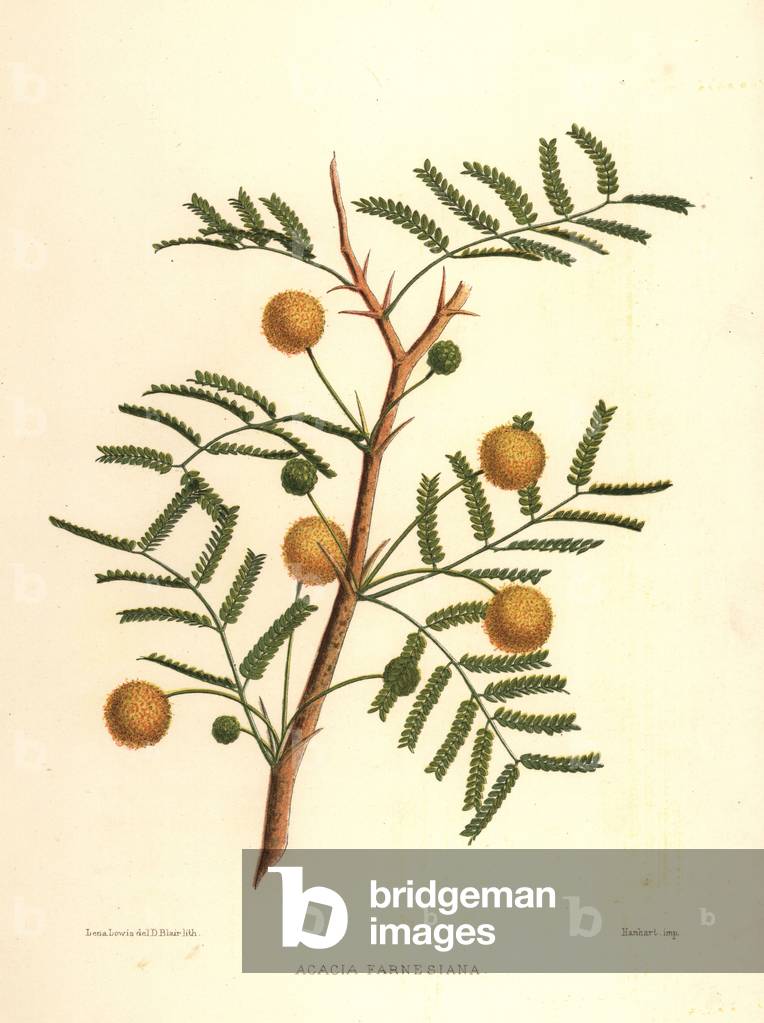 Sweet acacia or needle bush, Acacia farnesiana