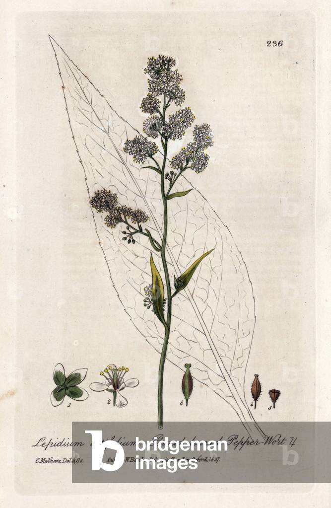 Brassicacees (or crucifere), large pasture or broad-leaved pasture. Coloured copper engraving from a drawing by Isaac Russell from William Baxter's book “English Botanical Phenomenes””, 1834. William Baxter (1788-1871) was the curator of the Oxford Botanical Garden from 1813 to 1854. Broad leaved pepper wort, peppercress, dittany, Lepidium latifolium. Handcoloured copperplate engraving from a drawing by Isaac Russell from William Baxter's “” British Phaenogamous Botany”” 1834. Scotsman William Baxter (1788-1871) was the curator of the Oxford Botanic Garden from 1813 to 1854.