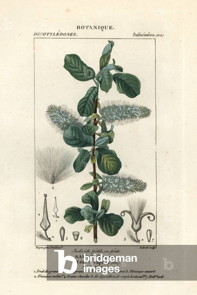 Pussy willow, Salix caprea