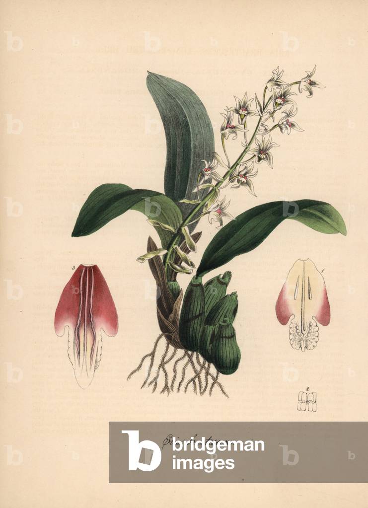 Long-bracted eria orchid, Eria bractescens. Mirror image of the illustration by Miss Sarah Drake in the Botanical Register, 1844. Handcoloured zincograph by C. Chabot drawn by Miss M. A. Burnett from her “” Plantae Utiliores: or Illustrations of Useful Plants,”” Whittaker, London, 1842. Miss Burnett drew the botanical illustrations, but the text was chiefly by her late brother, British botanist Gilbert Thomas Burnett (1800-1835).