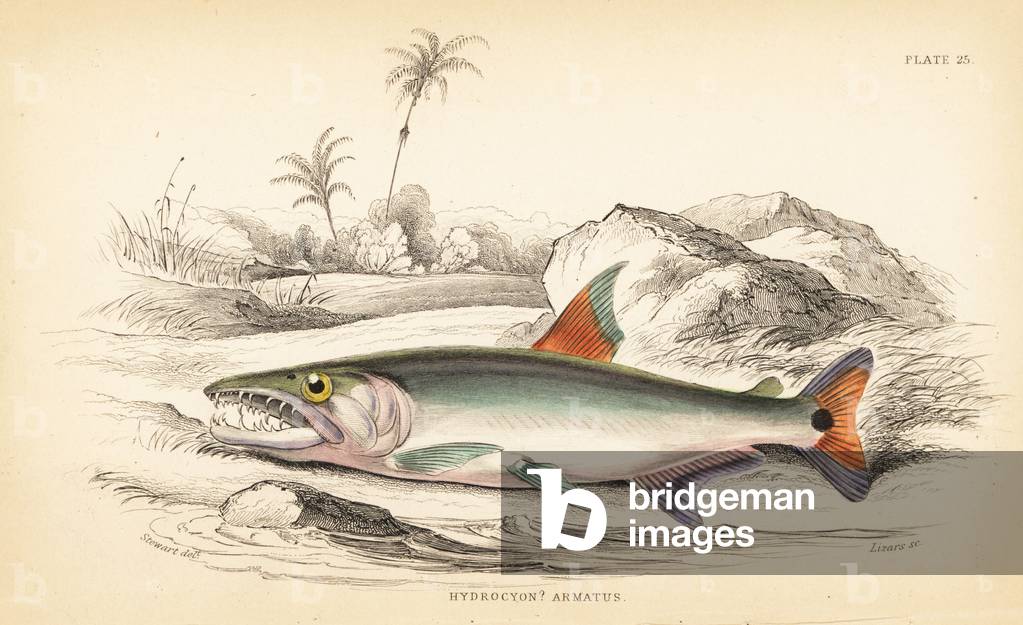 Payara, Hydrolycus armatus (Strong-toothed hydrocyon, Hydrocyon? armatus). Handcoloured steel engraving by W.H. Lizars after an illustration by James Stewart from Robert Schomburg's Fishes of Guiana, part of Sir William Jardine's Naturalist's Library: Ichthyology, Edinburgh, 1841.