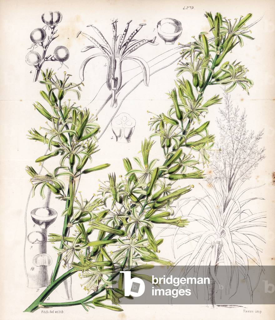 Dracaena angustifolia (Rumphius 'cordyline, Cordyline rumphii). Handcoloured botanical illustration drawn and lithographed by Walter Fitch from Sir William Jackson Hooker's “Curtis's Botanical Magazine,” London, 1847.