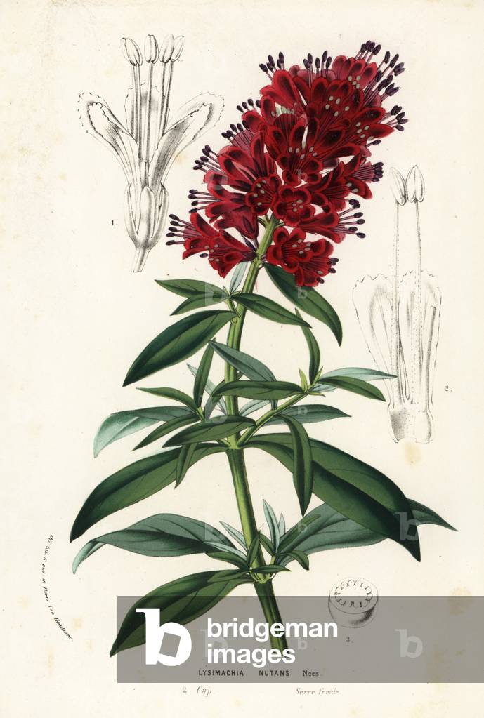 Cape loosestrife, Lysimachia nutans. Handcoloured lithograph from Louis van Houtte and Charles Lemaire's Flowers of the Gardens and Hothouses of Europe, Flore des Serres et des Jardins de l'Europe, Ghent, Belgium, 1857.