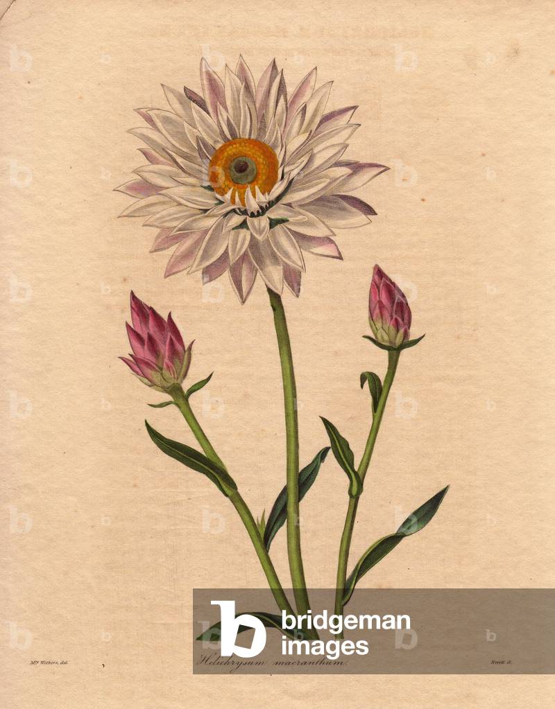 Variete of immortelle (Helichrysum macranthum), a large white flower slightly tinged with rose. Illustration by Augusta Innes Withers (1793-1877), in The Botanist, series by Benjamin Maund in five volumes, published between 1836 and 1842. This work is renowned for its finely detailed engravings.