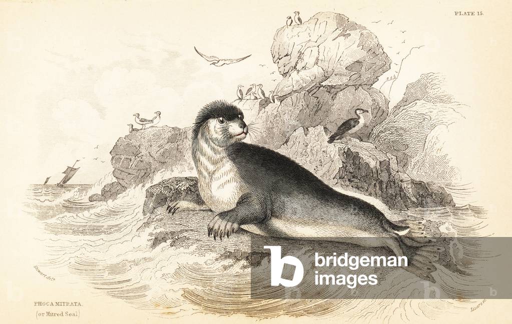 Hooded seal, Cystophora cristata (Mitred seal, Phoca mitrata). Handcoloured steel engraving by W.H. Lizars after an illustration by James Stewart from Robert Hamilton's Amphibious Carnivora, part of Sir William Jardine's Naturalist's Library: Mammalia, Edinburgh, 1839.