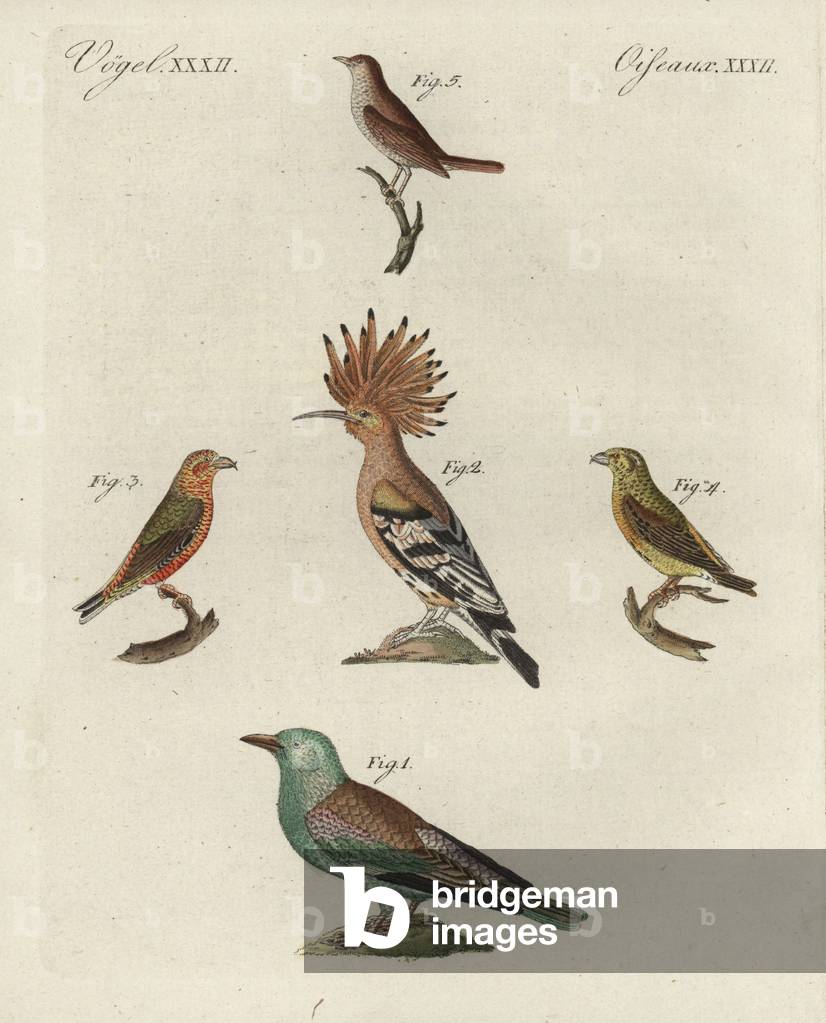 European roller, Coracias garrulus 1 (near threatened), hoopoe, Upupa epops 2, red crossbill, Loxia curvirostra (red 3, yellow 4), and thrush nightingale, Luscinia luscinia 5. Handcoloured copperplate engraving from Bertuch's “” Bilderbuch fur Kinder”” (Picture Book for Children), Weimar, 1798. Friedrich Johann Bertuch (1747-1822) was a German publisher and man of arts most famous for his 12-volume encyclopedia for children illustrated with 1,200 engraved plates on natural history, science, costume, mythology, etc., published from 1790-1830.