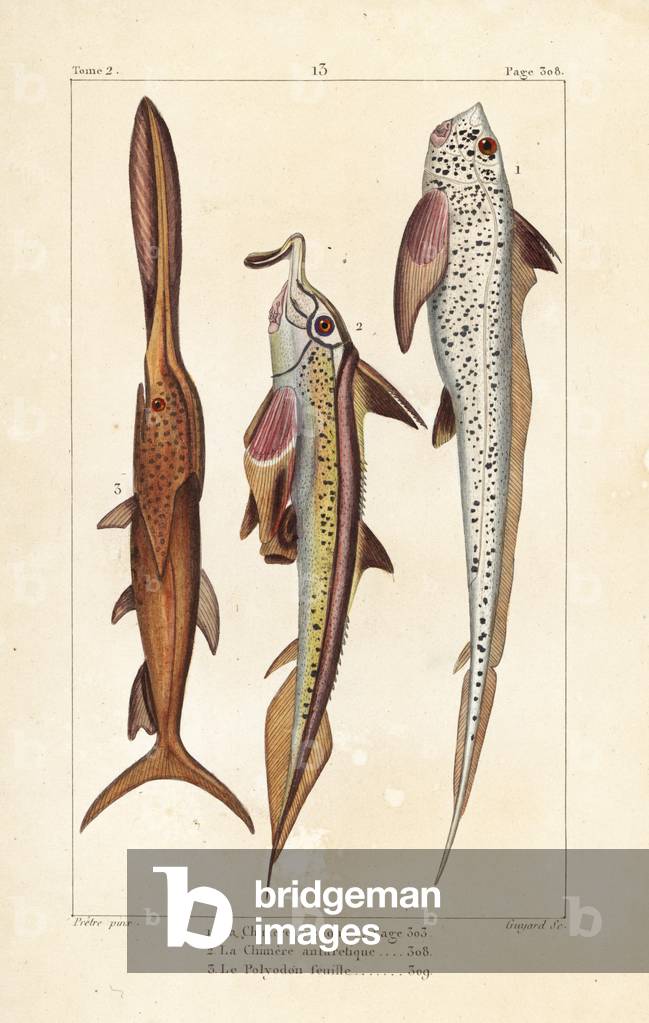 Rat fish, Chimaera monstrosa, elephantfish, Callorhinchus callorynchus, and American paddlefish, Polyodon spathula (vulnerable). Handcoloured copperplate engraving by Jean Baptiste Guyard after an illustration by Jean-Gabriel Pretre from Bernard Germain de Lacepede's Natural History of Oviparous Quadrupeds, Snakes, Fish and Cetaceans, Eymery, Paris, 1825.
