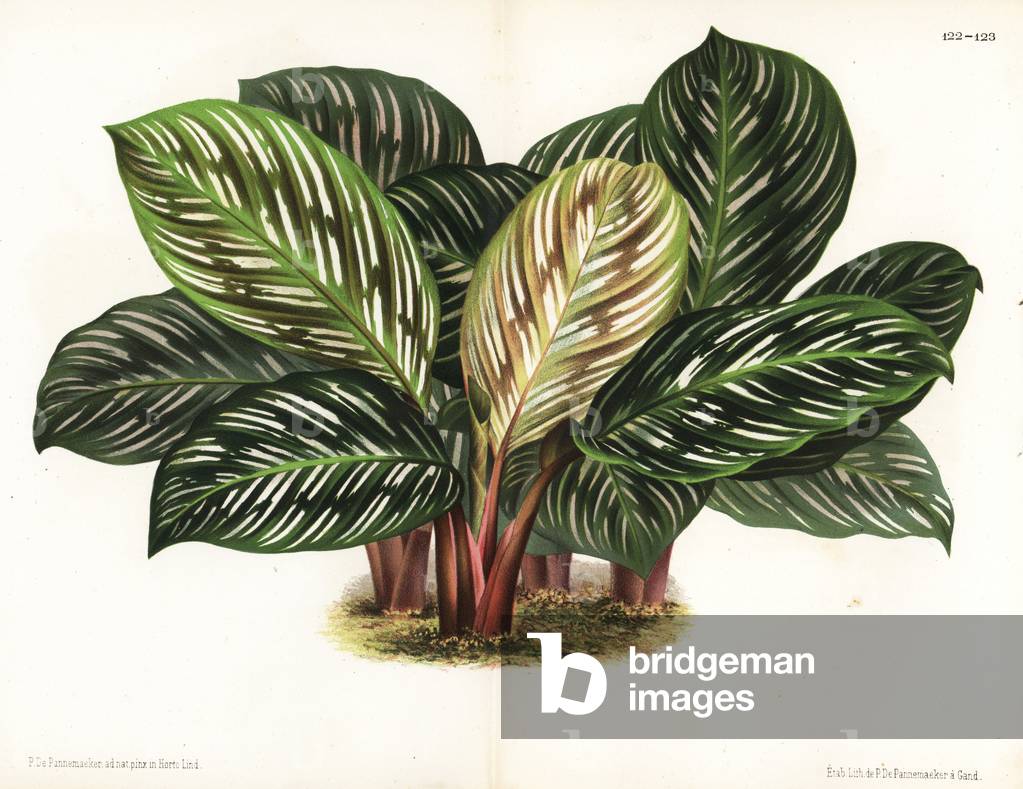 Prayer plant, Calathea hieroglyphica. Drawn and chromolithographed by P. de Pannemaeker from Jean Linden's l'Illustration Horticole, Brussels, 1873.