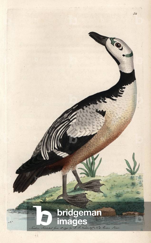 Steller's Eider duck. Copper engraving by Frederick Polydor Nodder (1751-1801), for the naturalist collection, published in 1790 by George Shaw.Western, variegated duck or Steller's Eider duck
