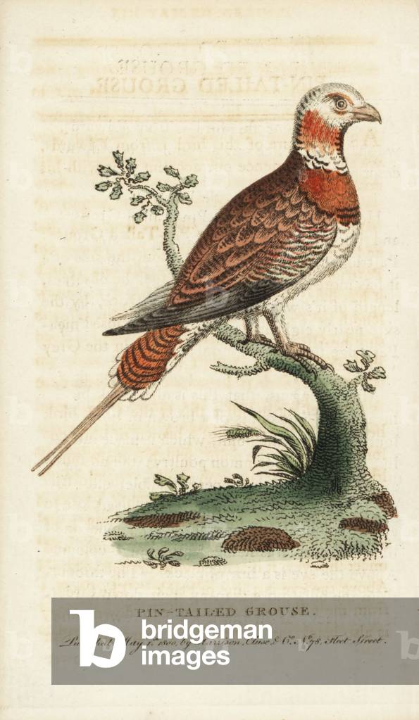 Pin-tailed sandgrouse, Pterocles alchata. Illustration copied from George Edwards. Handcoloured copperplate engraving from “” The Naturalist's Pocket Magazine,”” Harrison, London, 1800.