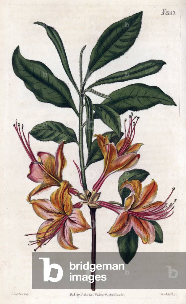 Rodhodendron calendule of flame color.Copper engraving, starring John Curtis and grave by Weddell, published in the “” Botanical Magazine of Curtis”, in 1820, by Samuel Curtis, London, England.