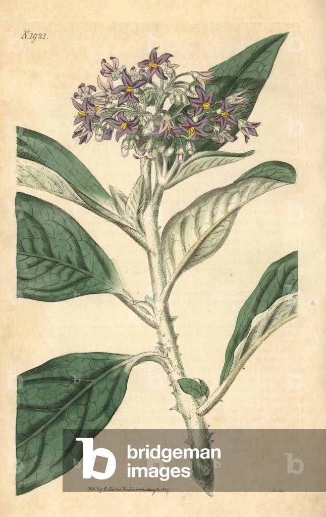 Variete of nightshade - Tall nightshade, Solanum giganteum. Handcoloured botanical engraving from John Sims' Curtis's Botanical Magazine, Couchman, London, 1817.
