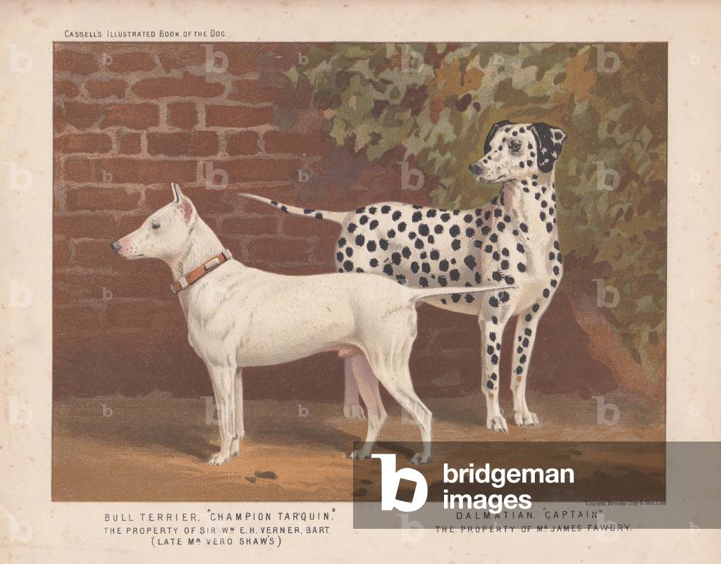 Bull Terrier 