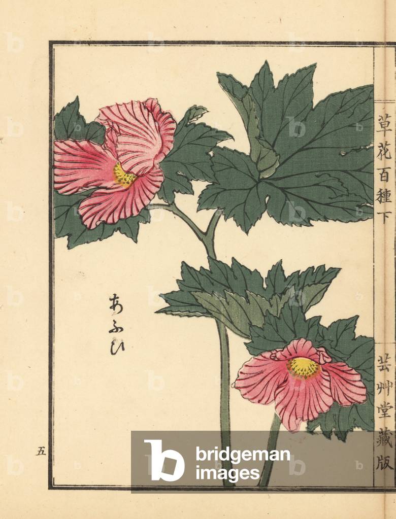 Aoi or hollyhock, Alcea rosea. Handcoloured woodblock print by Kono Bairei from Kusa Bana Hyakushu (One Hundred Varieties of Flowers), Tokyo, Yamada, 1901.