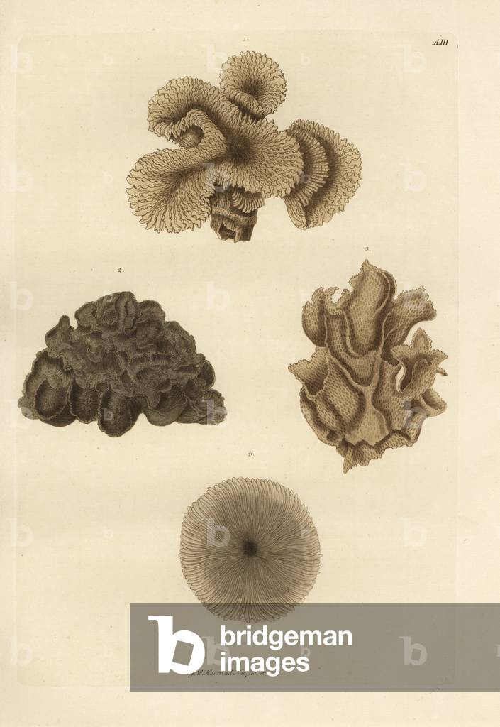 Mushroom coral species: Amaranthus saxeus 1, Meandrina meandrites 2, Eschara retiformis 3, and Fungia fungites